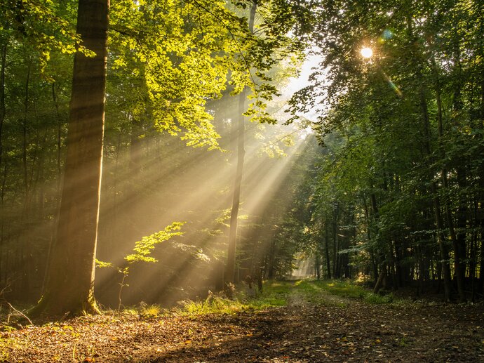 Rays of sunlight shining through trees, illuminating a path through the woods