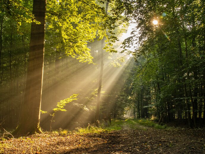Rays of sunlight shining through trees, illuminating a path through the woods