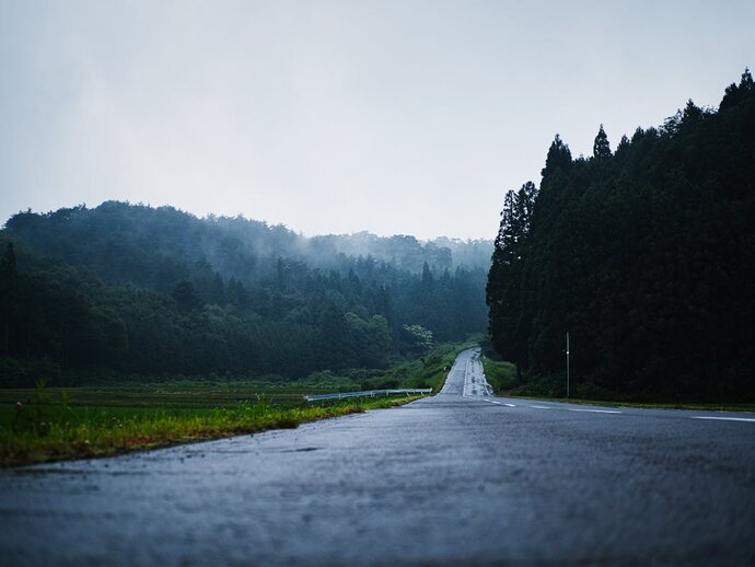 Photo of Empty Asphalt Road Between Trees