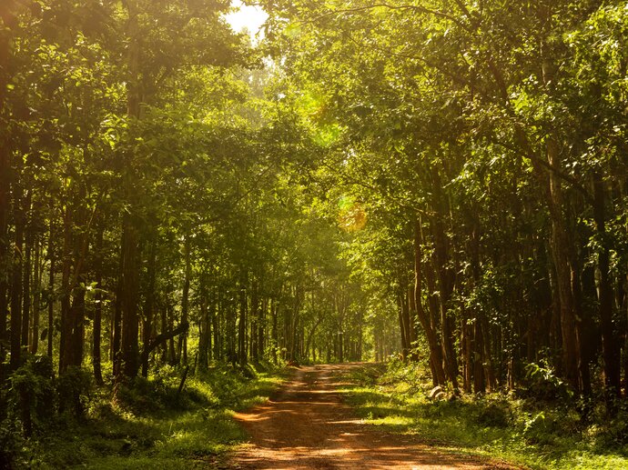 Photo showing a path through green woodland, with sun streaming through the trees