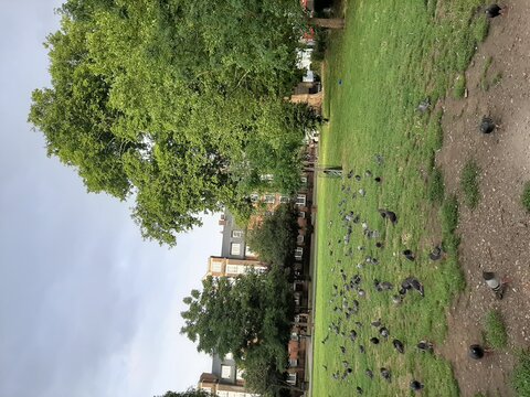Photo of a green space with pigeons and trees