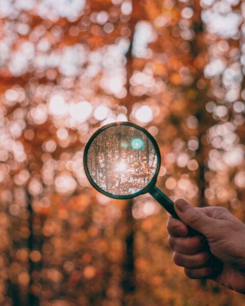 A magnifying glass held up to an autumnal forest