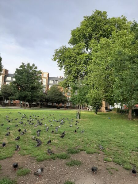 Photo of a green space with pigeons and trees