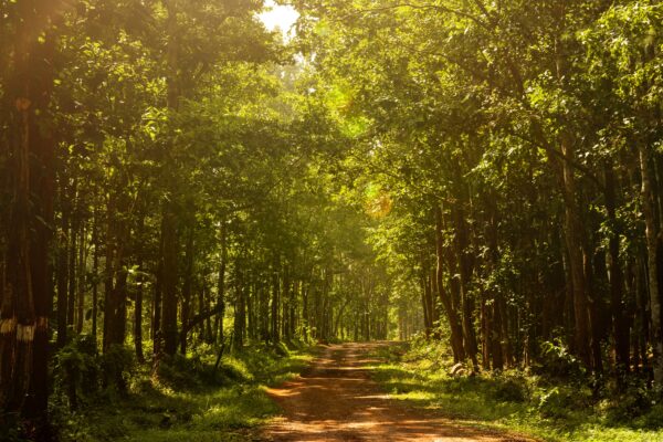 Photo showing a path through green woodland, with sun streaming through the trees