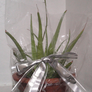 A pot plant in cellophane wrapping