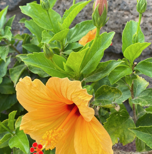 bright yellow flower