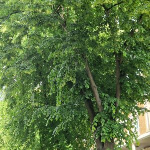 a thriving tree