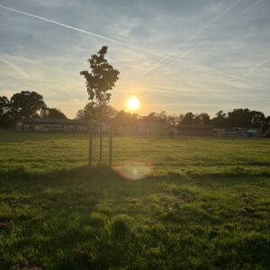 a peaceful green landscape scene