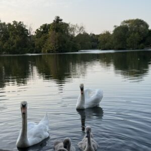 swans on a lake